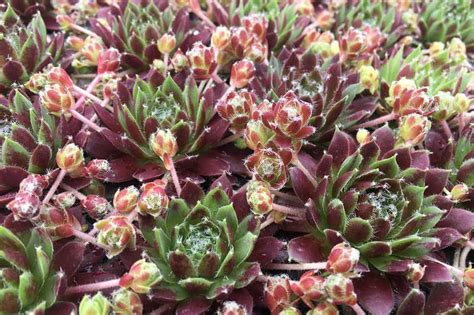 Sempervivum Chick Charms Cinnamon Starburst Hens And Chicks