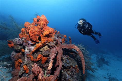Romancing Stlucias Radiant Reefs Best Of St Luciabest