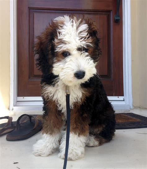 See more of bernese and mini bernedoodle puppies of indiana on facebook. way2cuteaww: Reddit, meet Züri, our 13 week old mini ...
