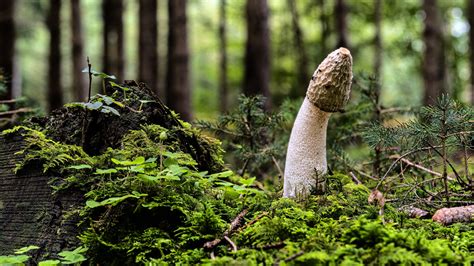 Why Is The Penis Mushroom Shaped Popsugar Love And Sex