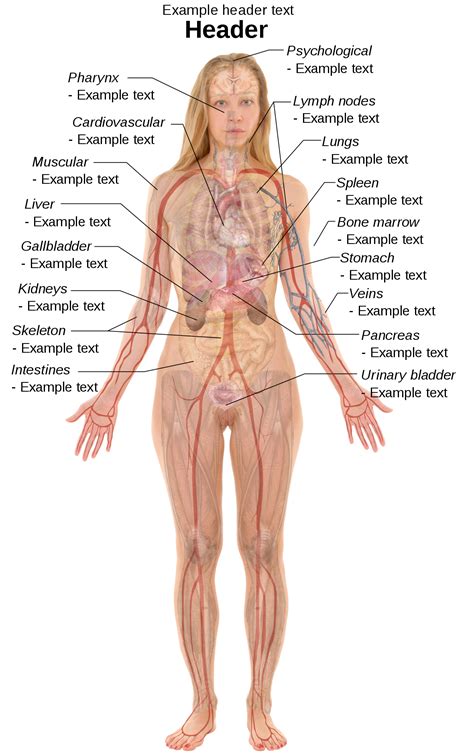 File Female Template With Organs Svg Wikimedia Commons