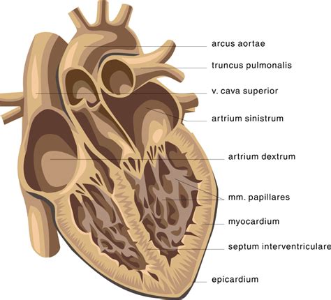Heart Health Free Stock Photo Medical Illustration Of A Human Heart