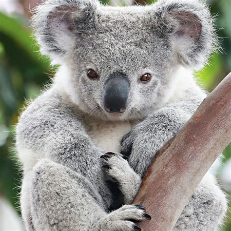 Cutest Australian Animals And Where To Find Them