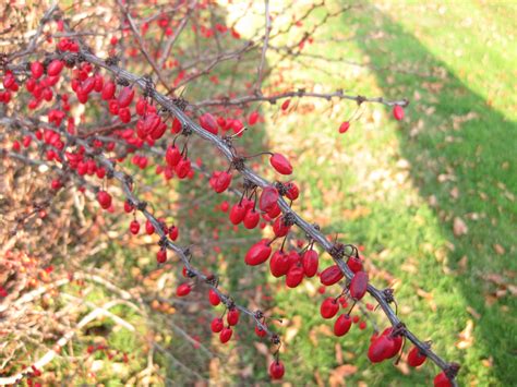 For The Birds Red Berried Trees Shrubs And Vines