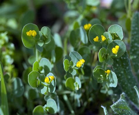 Annual Scorpion Vetch Coronilla Scorpioides A Photo On Flickriver