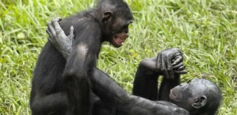 Como Os Macacos Nascem Em Quanto Tempo Viram Adultos Mundo Ecologia