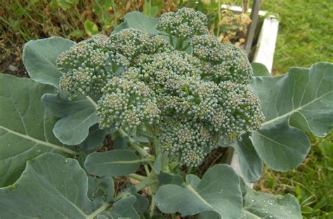 Can You Eat Broccoli That Has Turned Yellow Eat Like No One Else