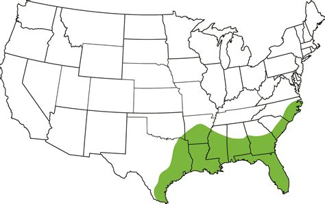American Alligator South Carolina Partners In Amphibian And Reptile