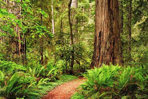 15 Best State Parks In California Planetware In 2020 Mendocino