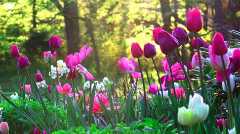 1920x1080 Spring Flowers Wallpapers Wallpaper Cave