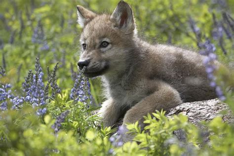 Gray Wolf Pup Grey Wolf Wolf Pup Baby Wolves