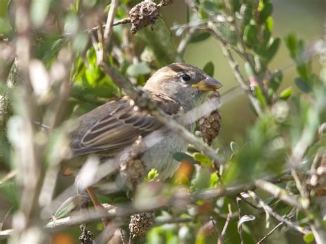 Sparrow Like Finch With Yellow Beak Birds In Backyards