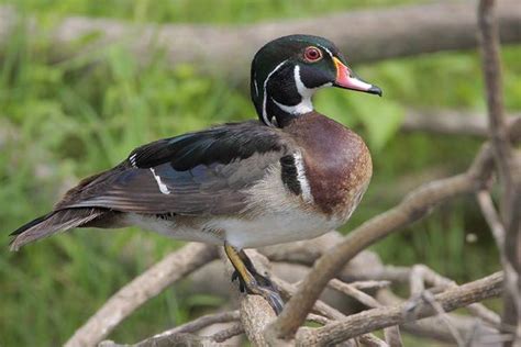 Wood Duck Bird Gallery Houston Audubon