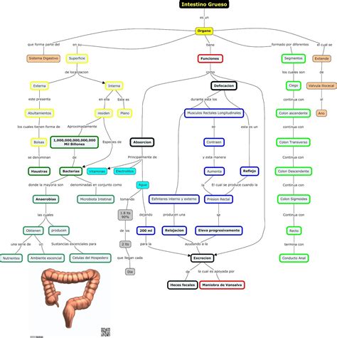 45 Mapa Conceptual Del Sistema Digestivo Most Complete Boni