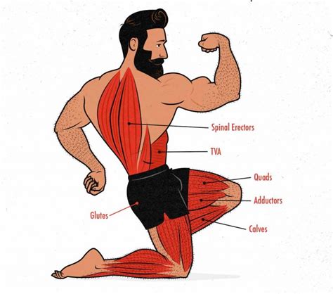 The Front Squat Hypertrophy Guide Outlift