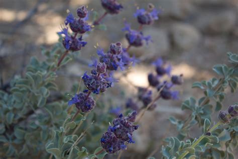 How To Grow And Care For Purple Sage Bush Salvia Dorrii