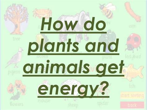 Lesson 33 How Do Plants And Animals Need Each Other