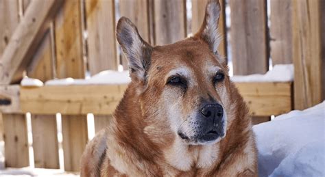 Dog Insurance For Older Dogs (5 Great Plans For All Ages ...