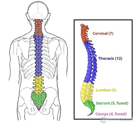 Coccyx Pain Tailbone Pain