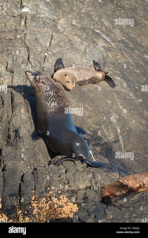 Australian Fur Seal Arctocephalus Pusillus Doriferus Barunguba