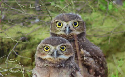 Burrowing Owls Run After Not Fly After Their Prey