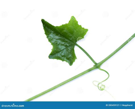 Green Ivy Leaf On White Background Stock Image Image Of Botanical