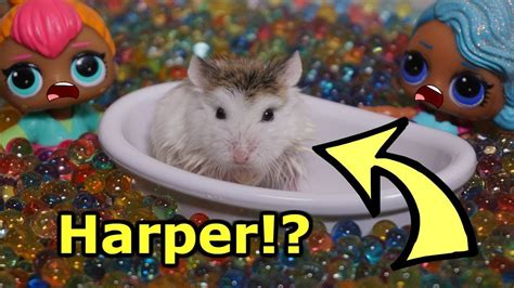 Lol Surprise Dolls Harper Turns Into A Hamster Harper The Hampster