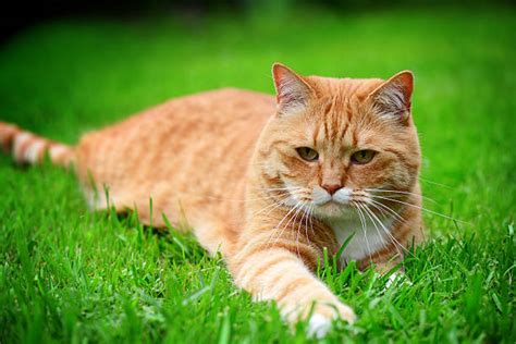 Royalty Free Ginger Cat Pictures Images And Stock Photos
