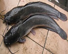 5 Jenis Ikan Lele Paling Laku dan Banyak Dipelihara di Indonesia