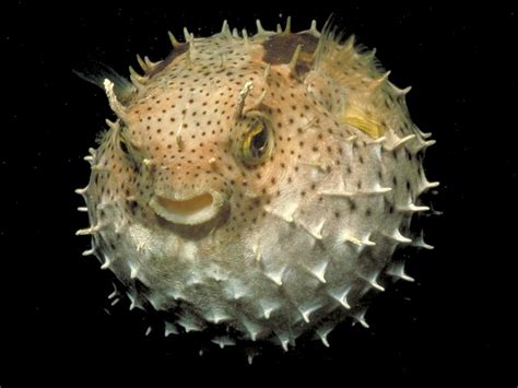 Puffer Fish Wallpaper Free Hd Backgrounds Images Pictures