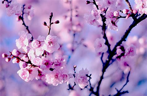 Awesome Cherry Blossom Wallpaper To Download For Your Desktop