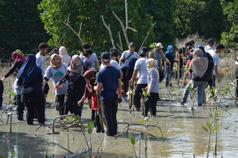 Program Penanaman Pokok Bakau Dan Pemulihan Alam Sekitar