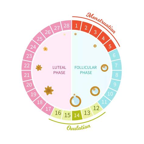 The 4 Phases Of The Menstrual Cycle And Why Your Cycle Could Be