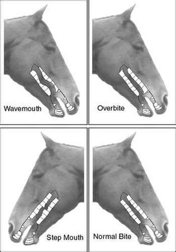 Texas Equine Dentistry Blog Texas Equine Dentistry Blog