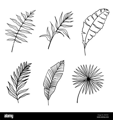 Tropical Leaves Vector Set Of Palm Leaves Silhouettes Isolated On