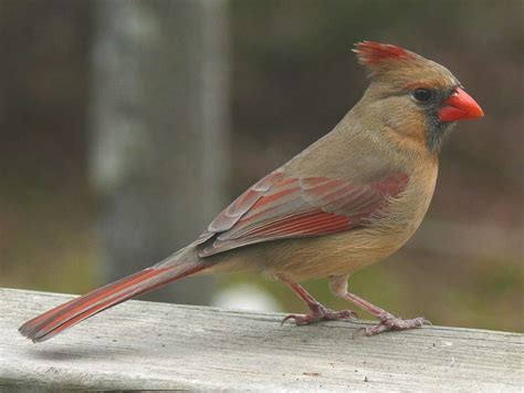 Northern Cardinal Pets