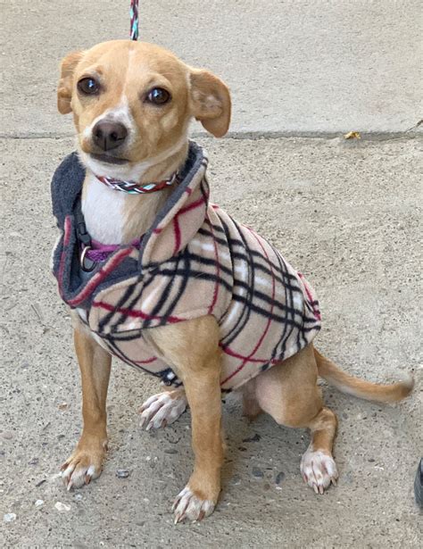 55 HQ Pictures Pet Adoption Nc State - Durham, NC - Chihuahua/Feist Mix