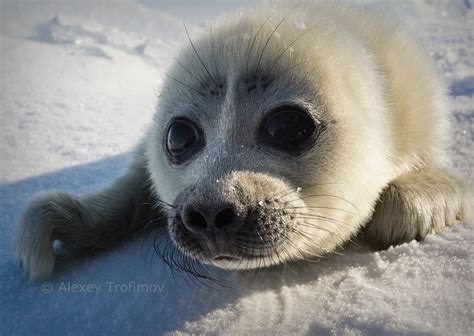 Cute Baby Seal Photographed On Baikal Lake Weird Russia