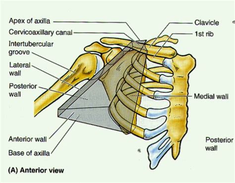 Axilla And Brachial Plexus Anatomy 1 With Haghighat At Rosalind