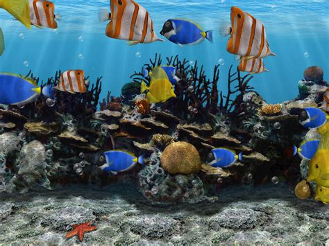 3d Fish School Screen Saver Download For Free Softdeluxe