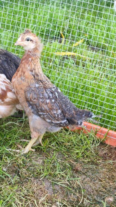 Sexing Easter Eggers How Backyard Chickens Learn How To Raise Chickens
