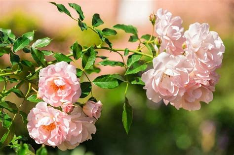 100 Climbing Rose Flower Seeds Rosa Multiflora Perennial Etsy