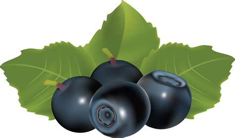 Blueberries Png Image Purepng Free Transparent Cc0 Png Image Library