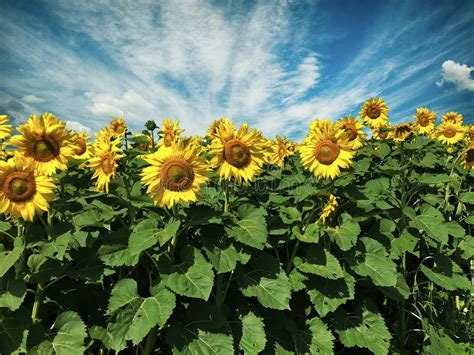 Sunflower Sunny Field With Blue Cloudy Sky On Background Stock Image