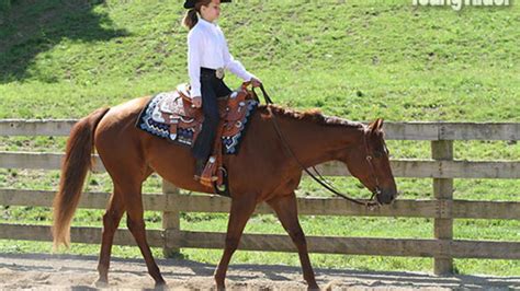 Wahl Stornieren Injektion Western Pleasure Horse Training Tips