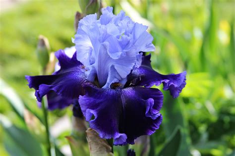 Tall Bearded Iris Blooms In My Garden 2014 Sowing The Seeds