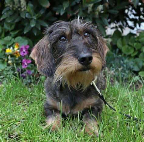 29 Where To Buy Wire Haired Dachshund Photo Bleumoonproductions
