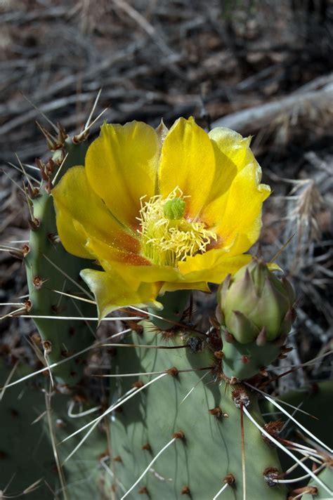 Utah Travel Headlines Wildflowers In Southern Utah