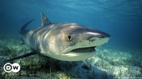Australia Tiger Sharks Killed After Attack On Tourists Near Great