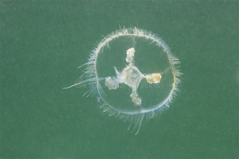 Freshwater Jellyfish Craspedacusta Sowerbii Underwater Photograph